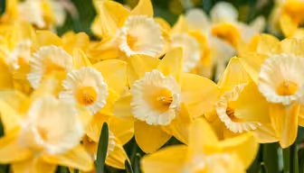 Close-up of vibrant yellow daffodils with trumpet-shaped centers in a garden, surrounded by green leaves. Background features more daffodils in soft focus, creating a lush and bright spring scene.